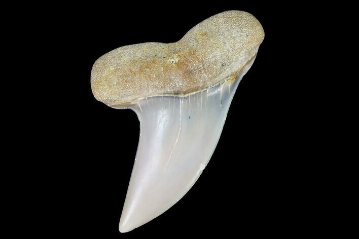 Fossil Shark (Carcharodon planus) Tooth - Sharktooth Hill, CA #94673
